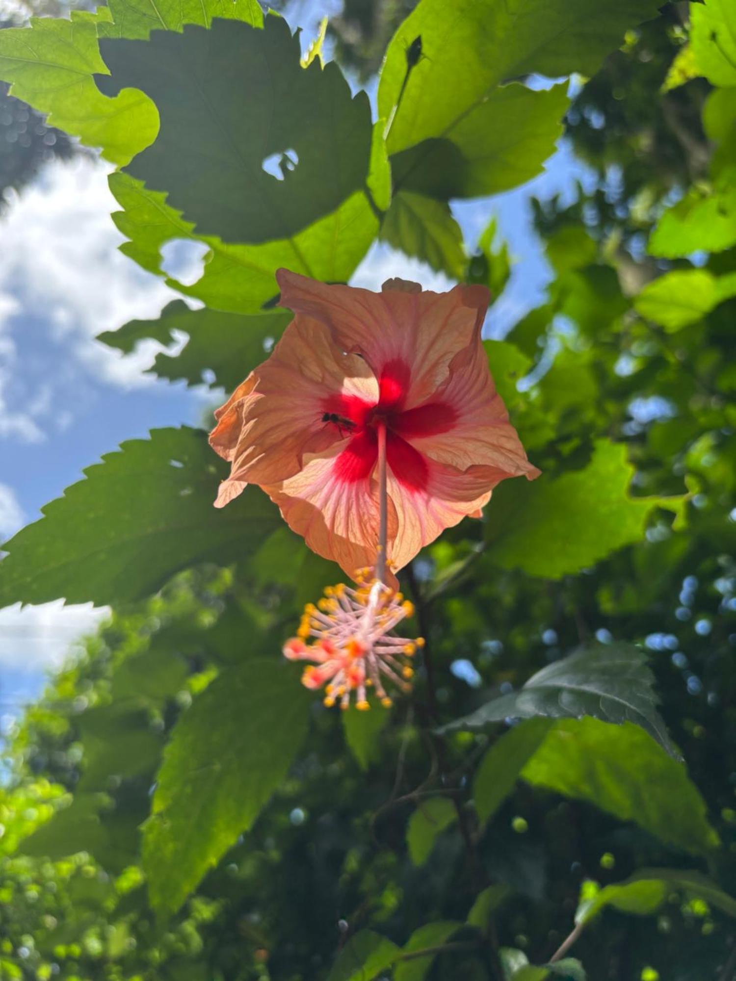 Hébergement de vacances Casatranquila Dentro De La Selva Puerto Viejo de Talamanca
