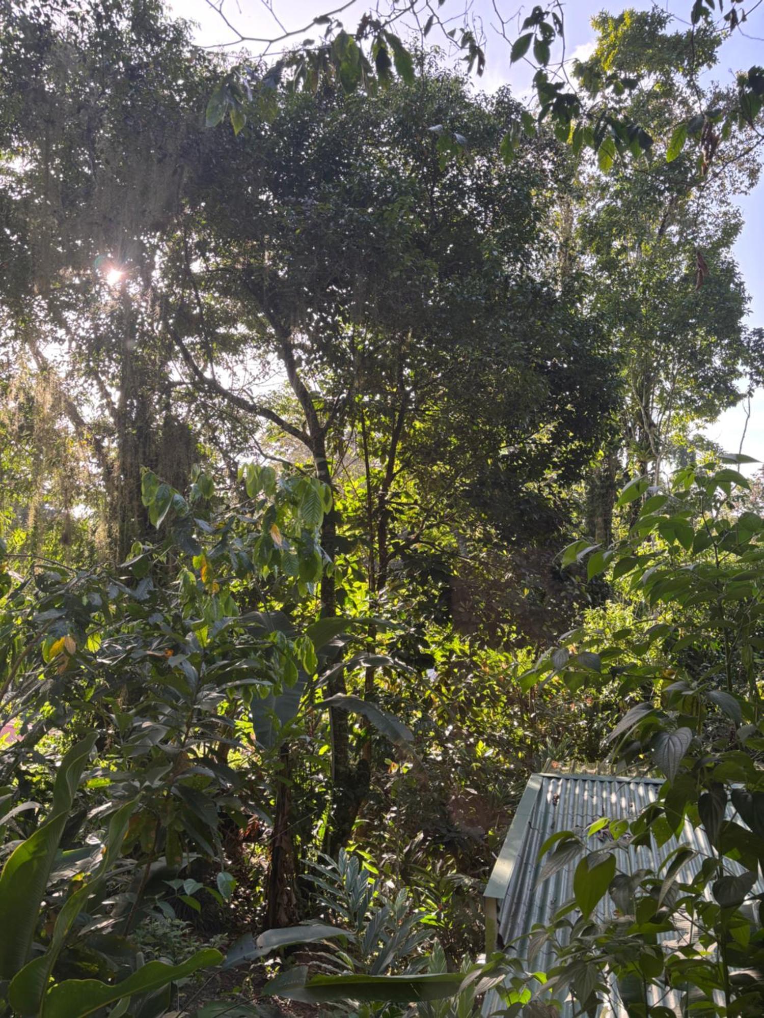 Hébergement de vacances Casatranquila Dentro De La Selva Puerto Viejo de Talamanca